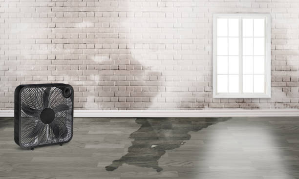 Best Water damage contractors near me  in St Francisville, LA